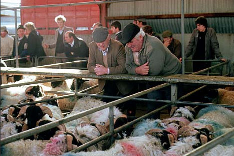 Irish farmers looking fresh to death