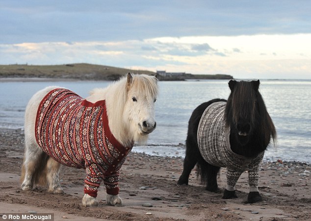 Shetland Ponies in the Shetlands wearing Shetland knits.