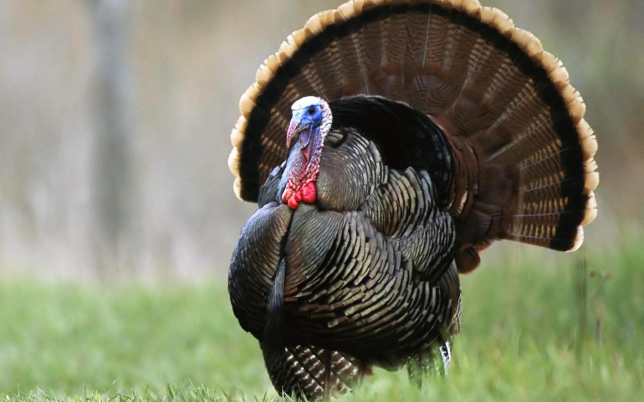 Turkey Discounts in the Put This On Shop