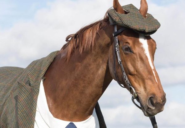 World’s First Bespoke Harris Tweed Suit for a Horse