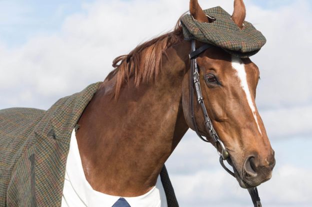 World’s First Bespoke Harris Tweed Suit for a Horse